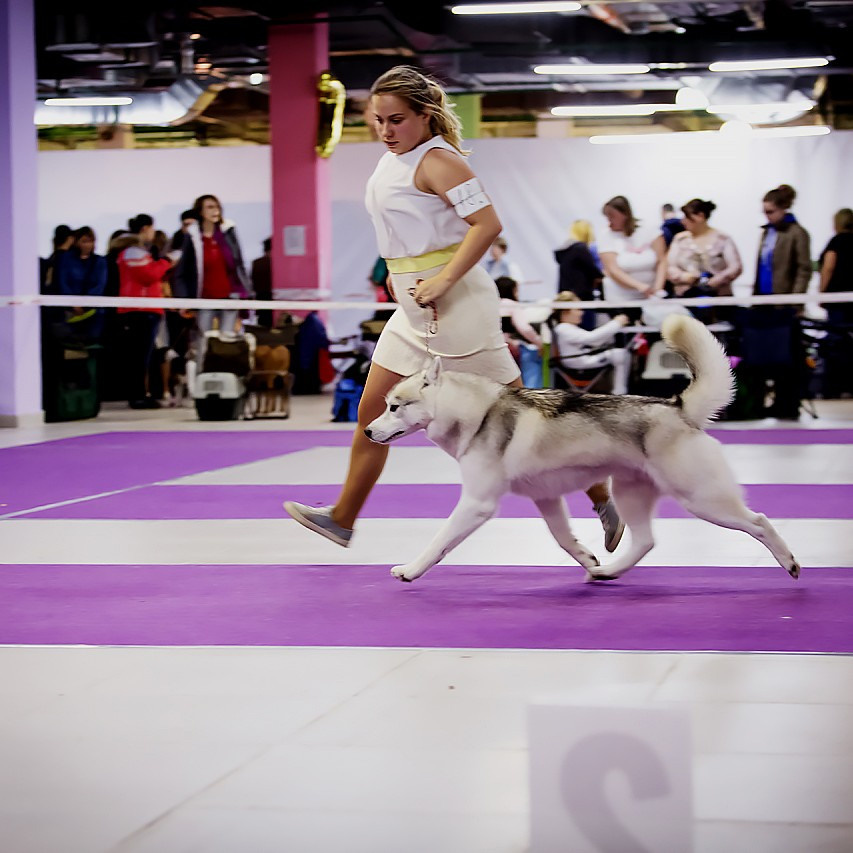 Выставка. Свадебный и репортажный фотограф в Москве и Московской области