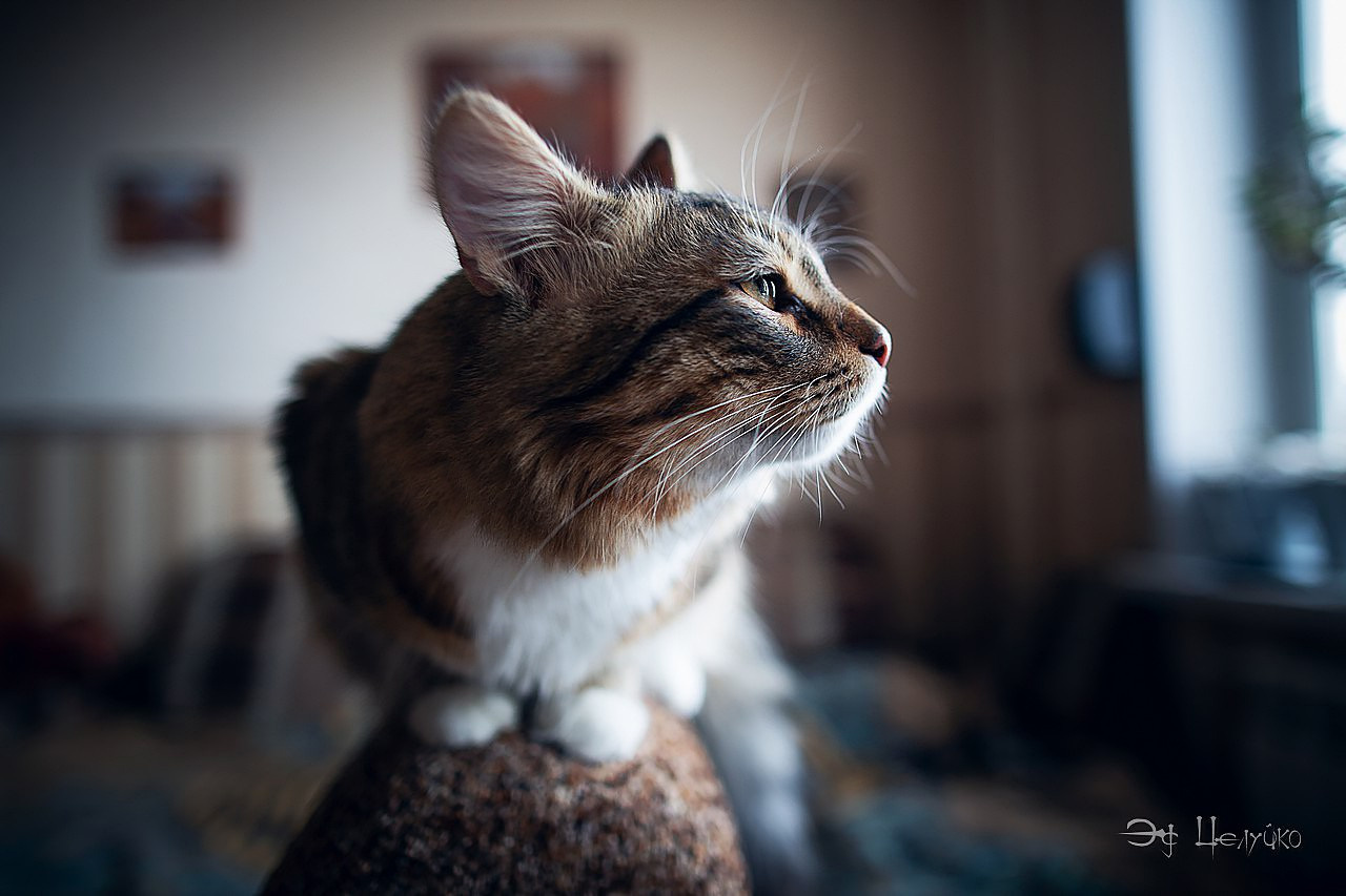 Геральт. Свадебный и репортажный фотограф в Москве и Московской области