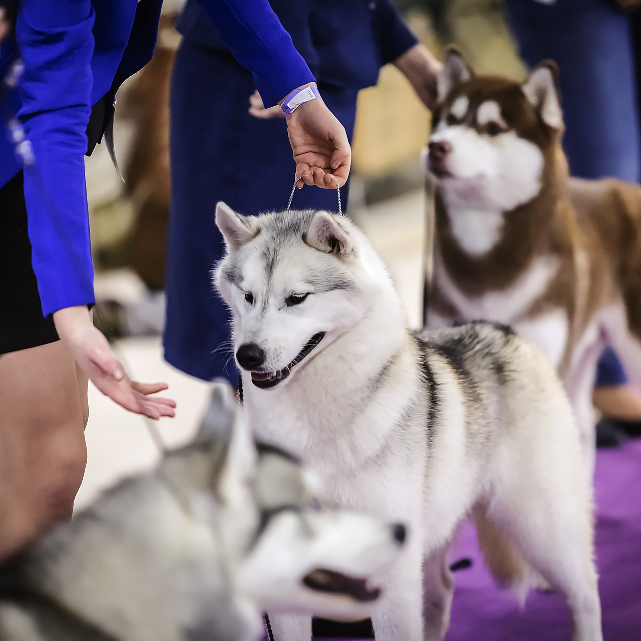 Выставка. Свадебный и репортажный фотограф в Москве и Московской области