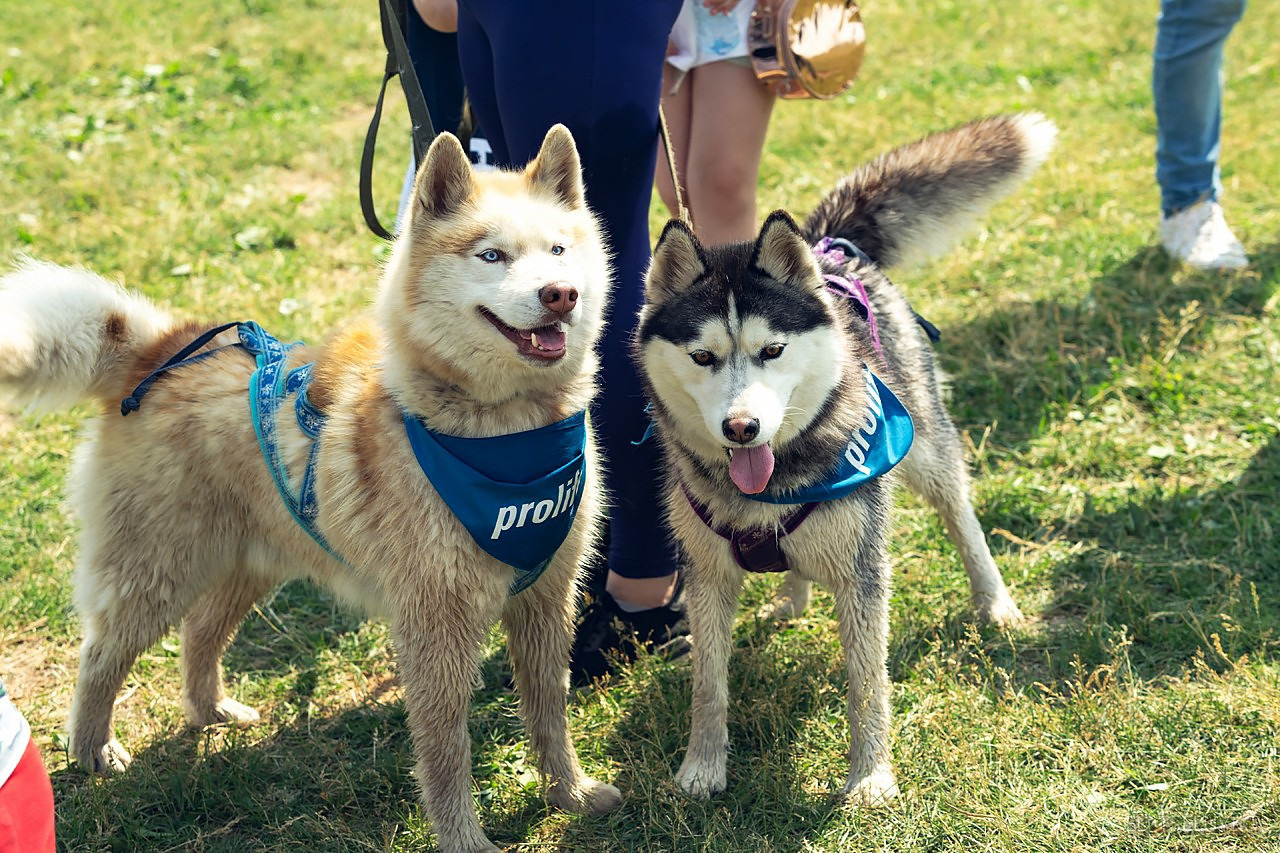 Хвостатый драйв. Свадебный и репортажный фотограф в Москве и Московской области