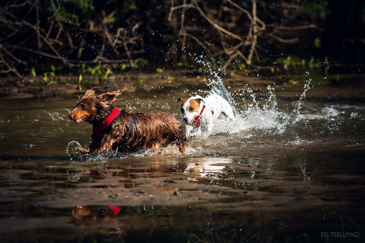 Хвостатый драйв. Свадебный и репортажный фотограф в Москве и Московской области