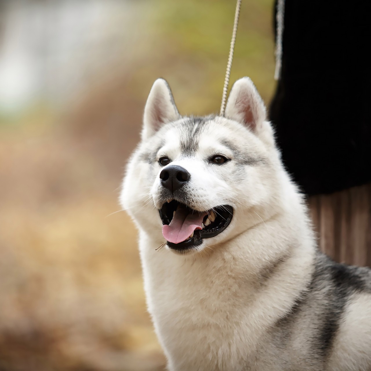 Хаски. Свадебный и репортажный фотограф в Москве и Московской области