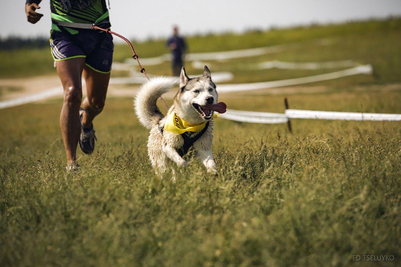 Хвостатый драйв. Свадебный и репортажный фотограф в Москве и Московской области