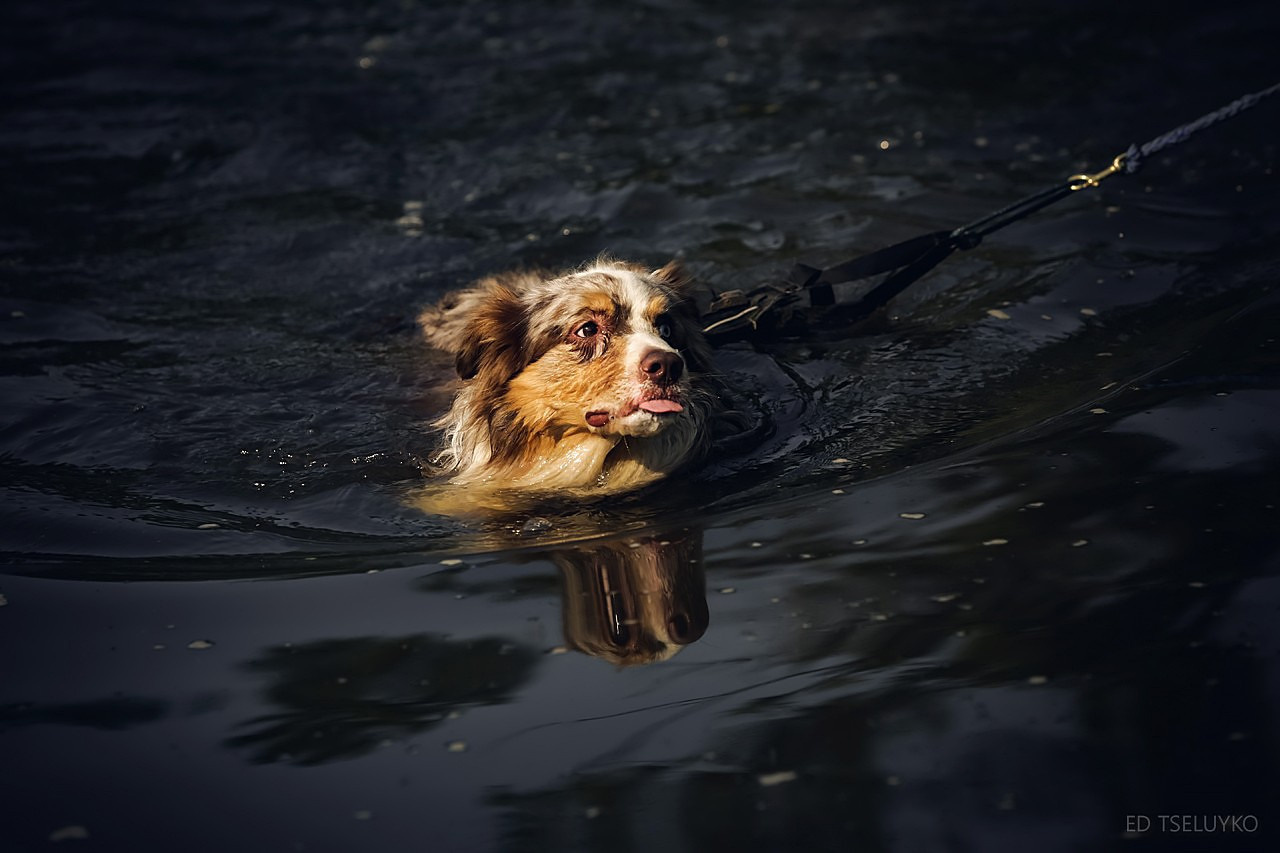 Хвостатый драйв. Свадебный и репортажный фотограф в Москве и Московской области