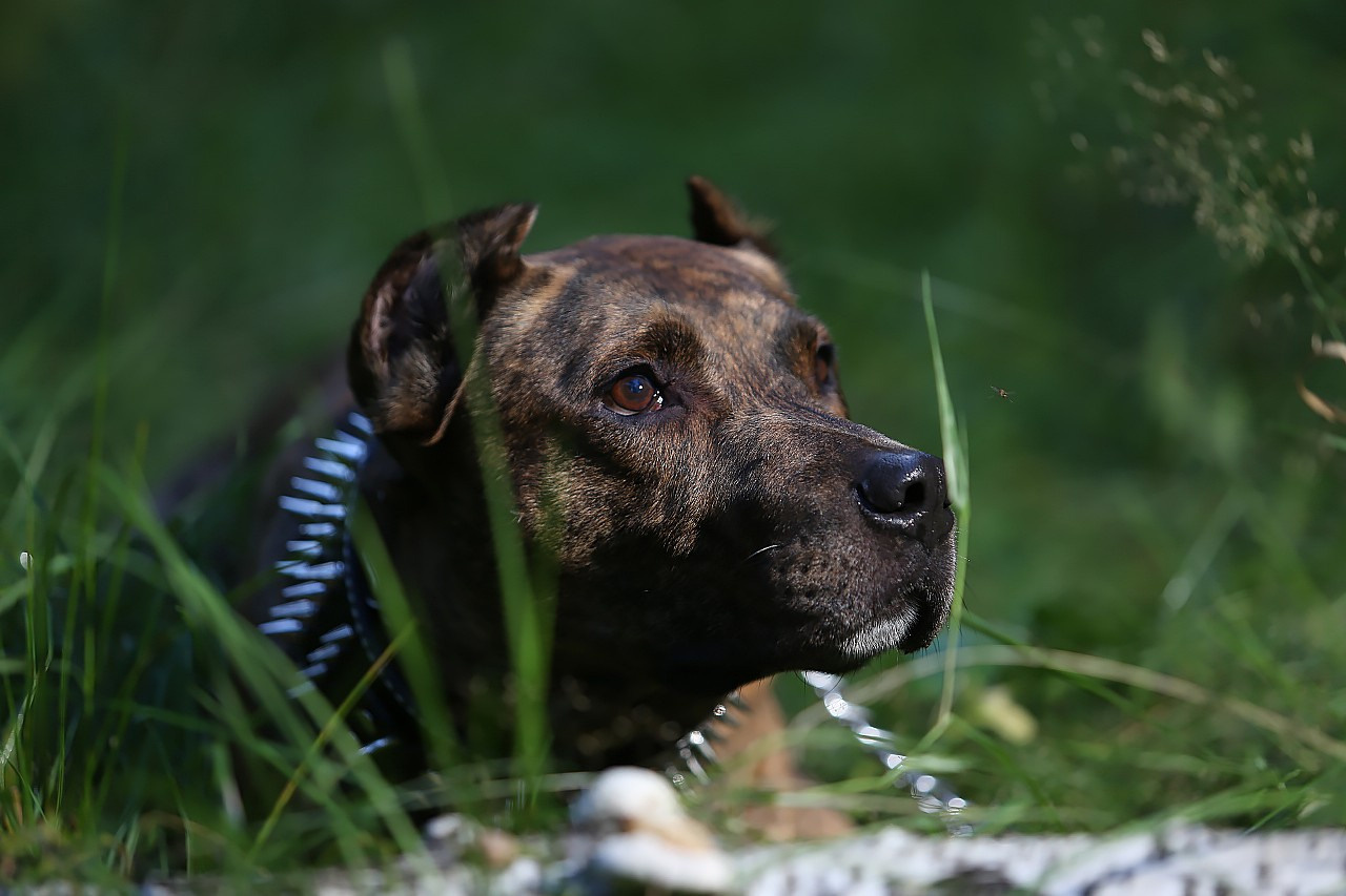 Фотосессии. Свадебный и репортажный фотограф в Москве и Московской области