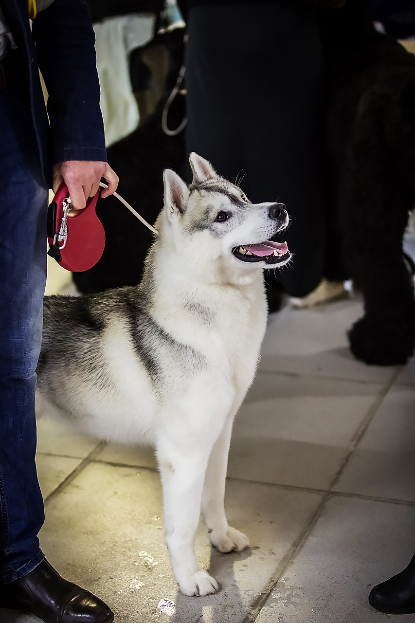 Выставка. Свадебный и репортажный фотограф в Москве и Московской области