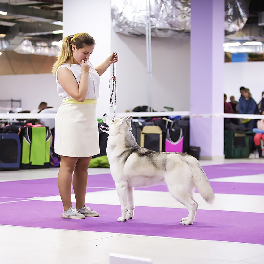 Выставка. Свадебный и репортажный фотограф в Москве и Московской области