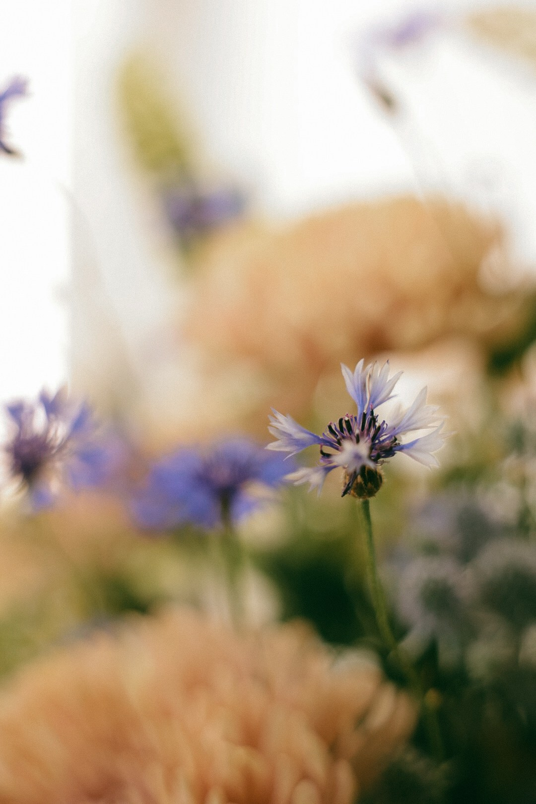 Мята. Фотограф Нижний Новгород