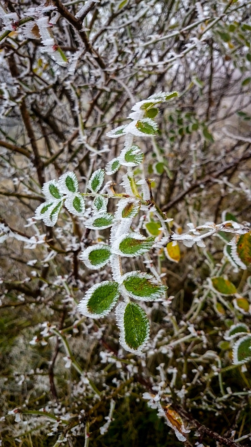 Мобильная фотография. Фотография — это воспоминания…