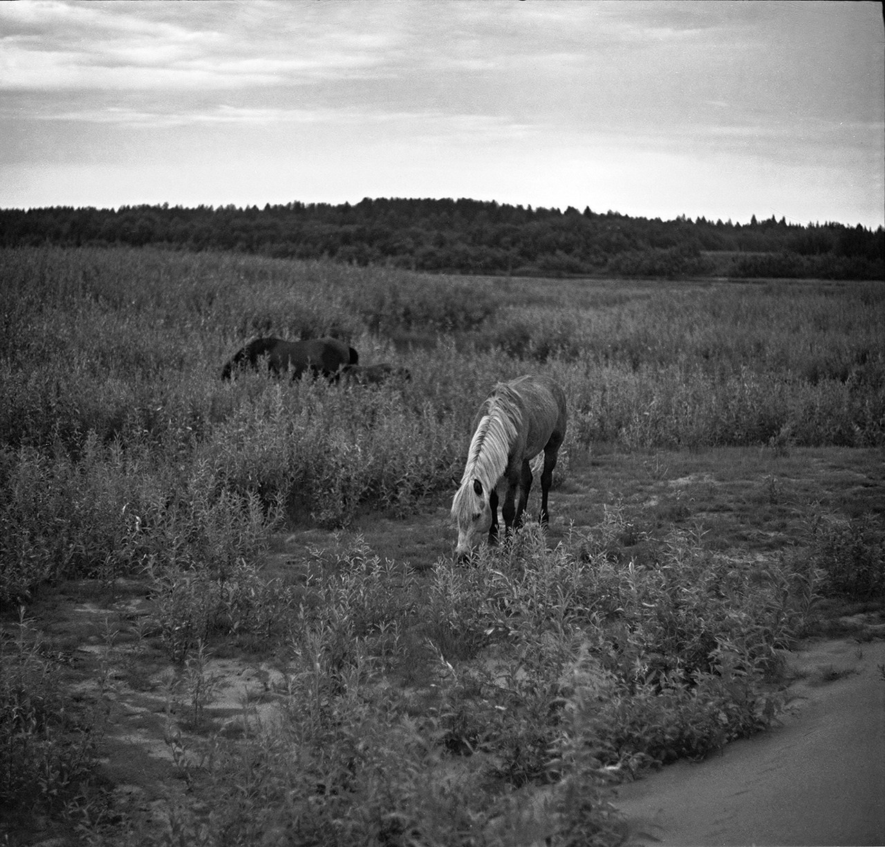 Было лето. Часть 1. ФОТОГРАФ ЛИЛИЯ БИЧУРИНА