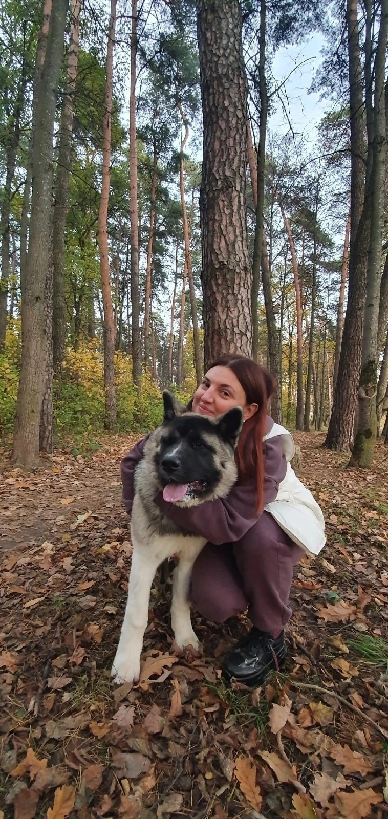 RUBYLIGHT PLUTON Помет П Американская Акита. Американская акита I Сиба ину I Питомник RUBYLIGHT