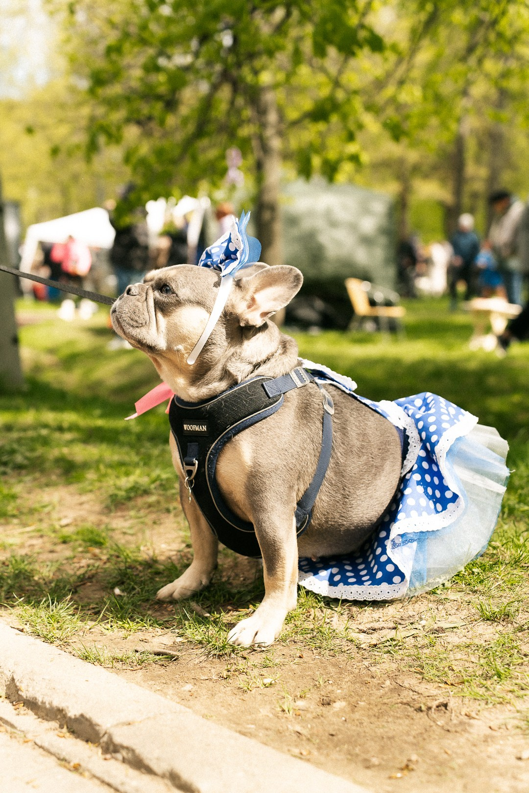Парад Бульдогов. Axenov_eugene