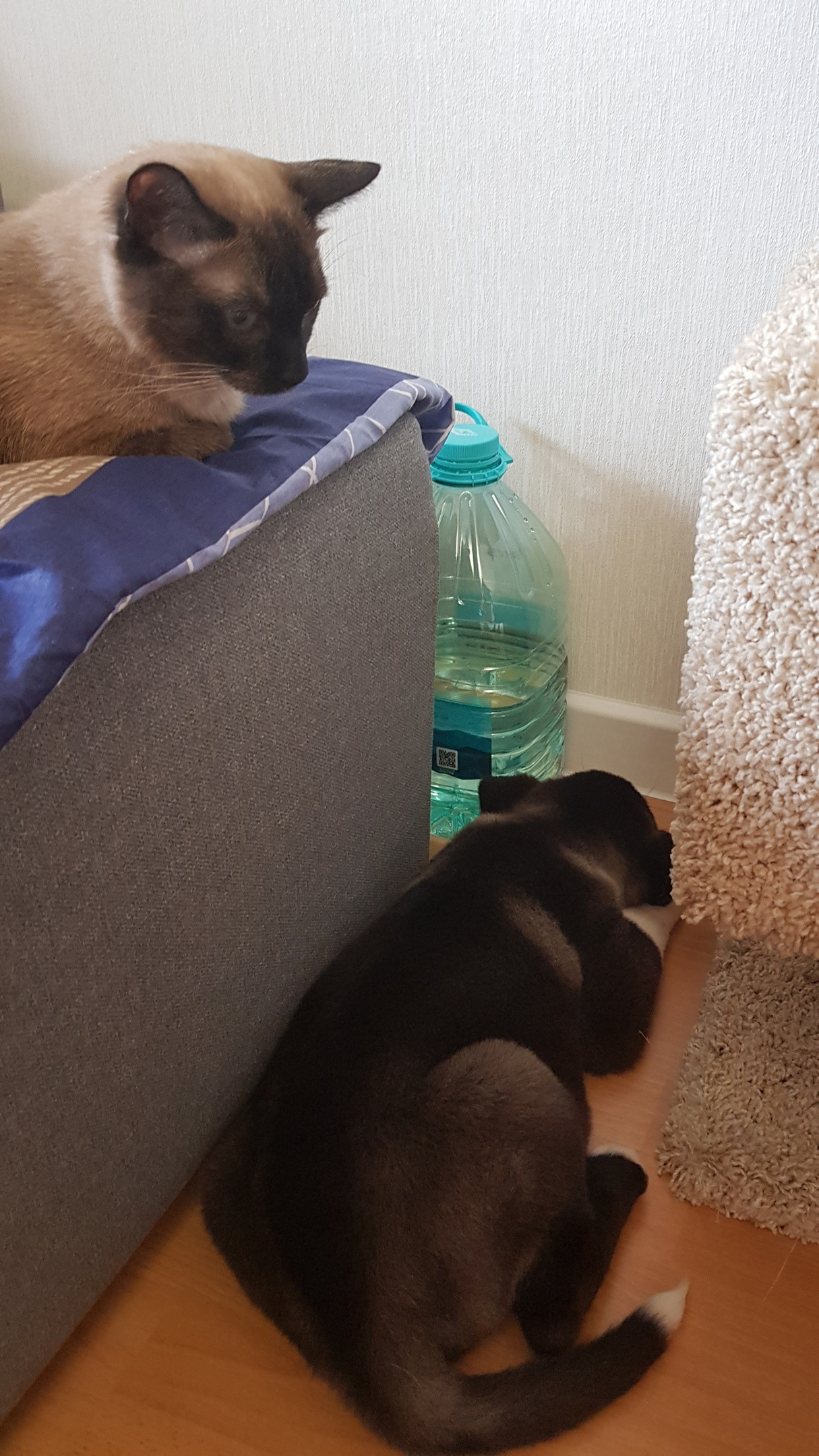 Американская акита питомник RUBYLIGHT. Американская акита I Сиба ину I Питомник RUBYLIGHT