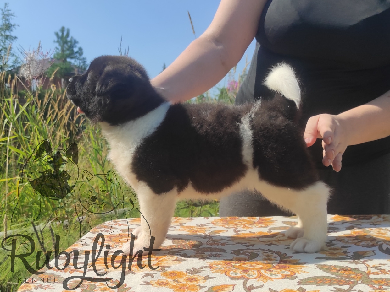 Американская акита питомник RUBYLIGHT. Американская акита I Сиба ину I Питомник RUBYLIGHT