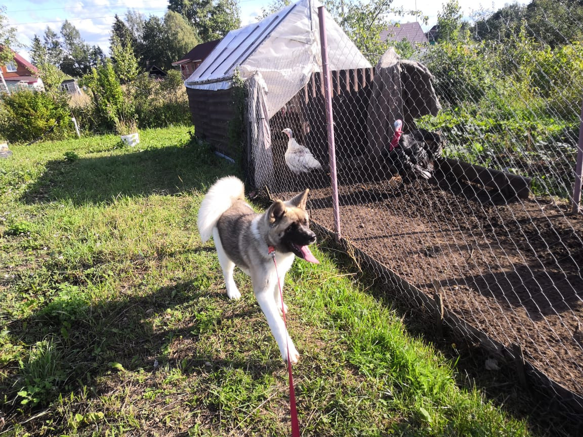 RUBYLIGHT HEL'. AMERICAN AKITA RUBYLIGHT KENNEL I SHIBA-INU