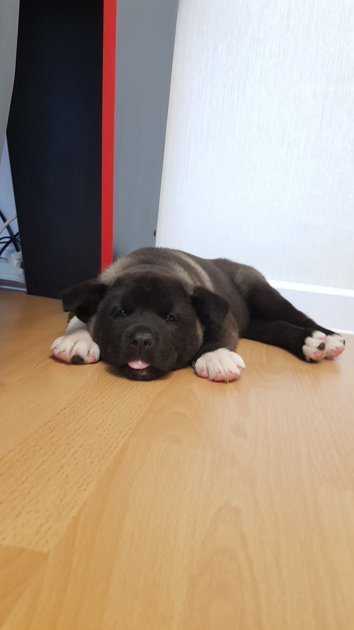 Американская акита питомник RUBYLIGHT. Американская акита I Сиба ину I Питомник RUBYLIGHT