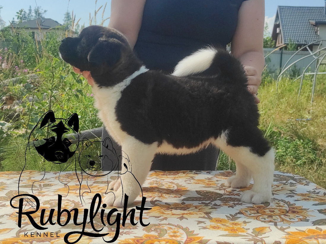 Щенки Американская акита Помет К : Alter Real Mercury и Infinit Happy