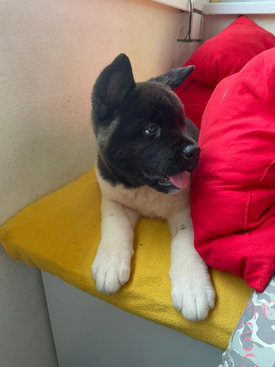 Щенки Американская акита Помет К : Alter Real Mercury и Infinit Happy