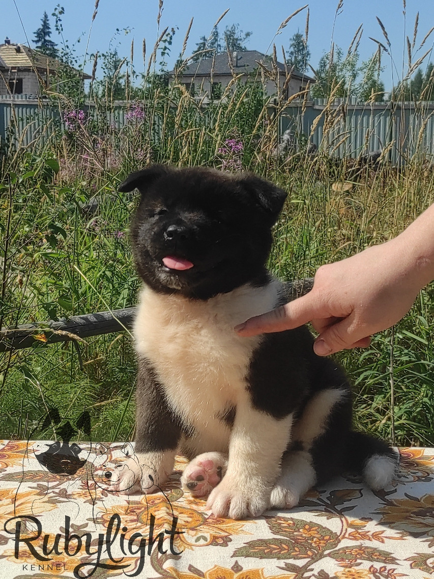 RUBYLIGHT Kiros. AMERICAN AKITA RUBYLIGHT KENNEL I SHIBA-INU