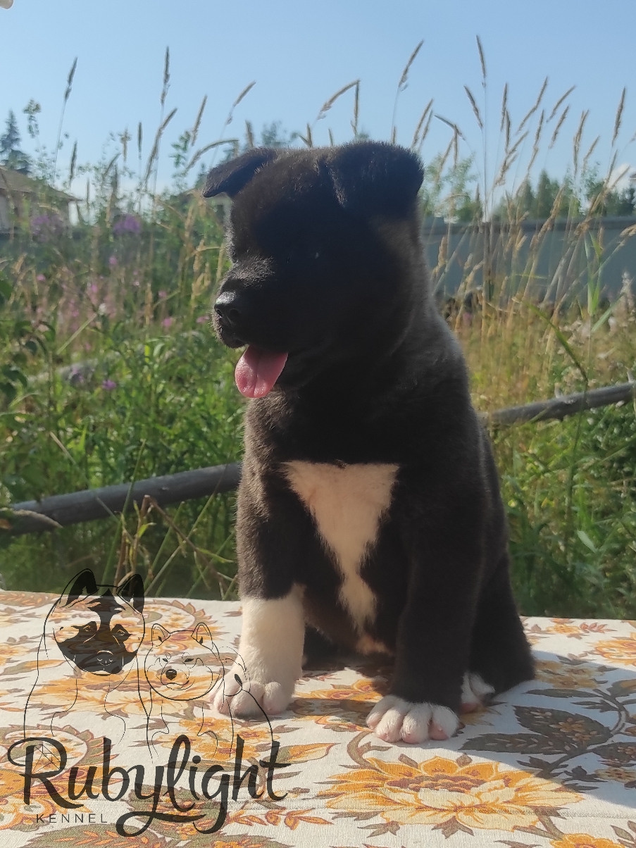 Американская акита питомник RUBYLIGHT. Американская акита I Сиба ину I Питомник RUBYLIGHT