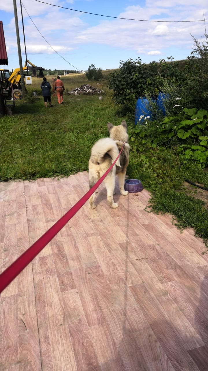 RUBYLIGHT HEL'. AMERICAN AKITA RUBYLIGHT KENNEL I SHIBA-INU