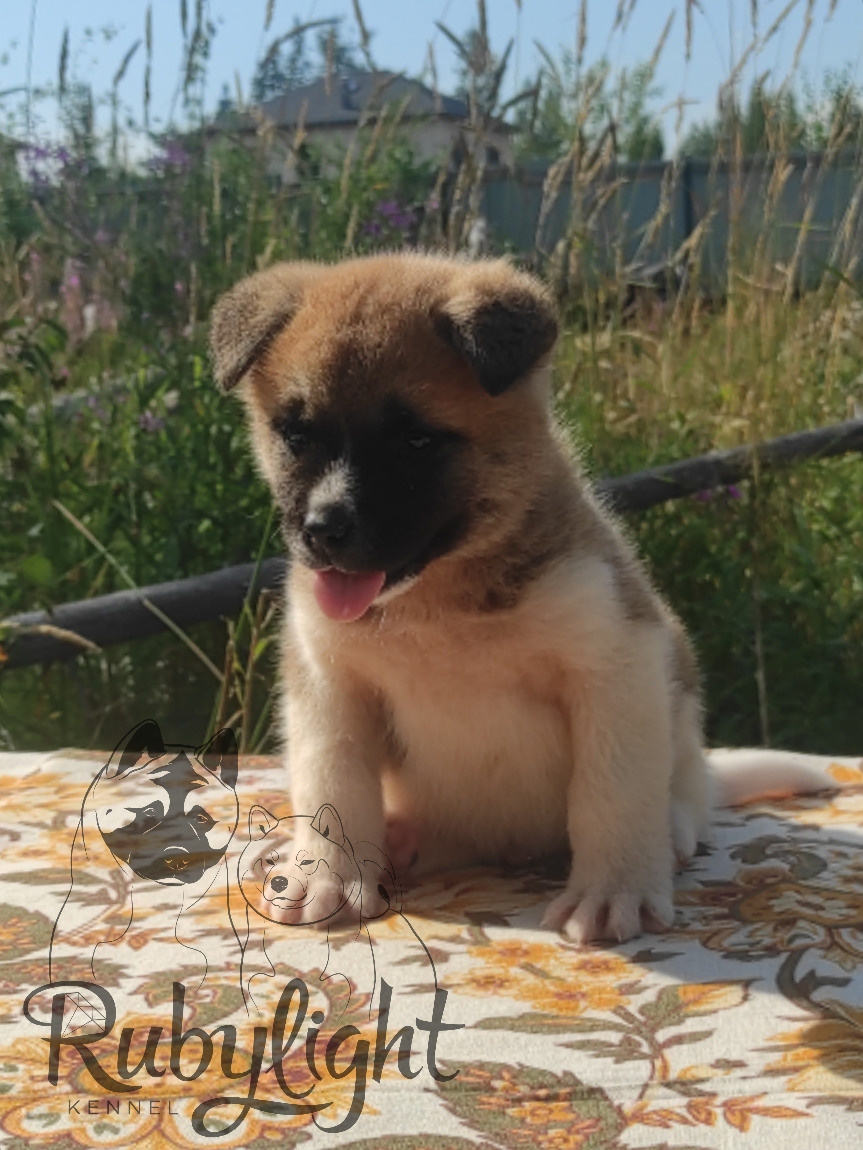 Американская акита питомник RUBYLIGHT. Американская акита I Сиба ину I Питомник RUBYLIGHT