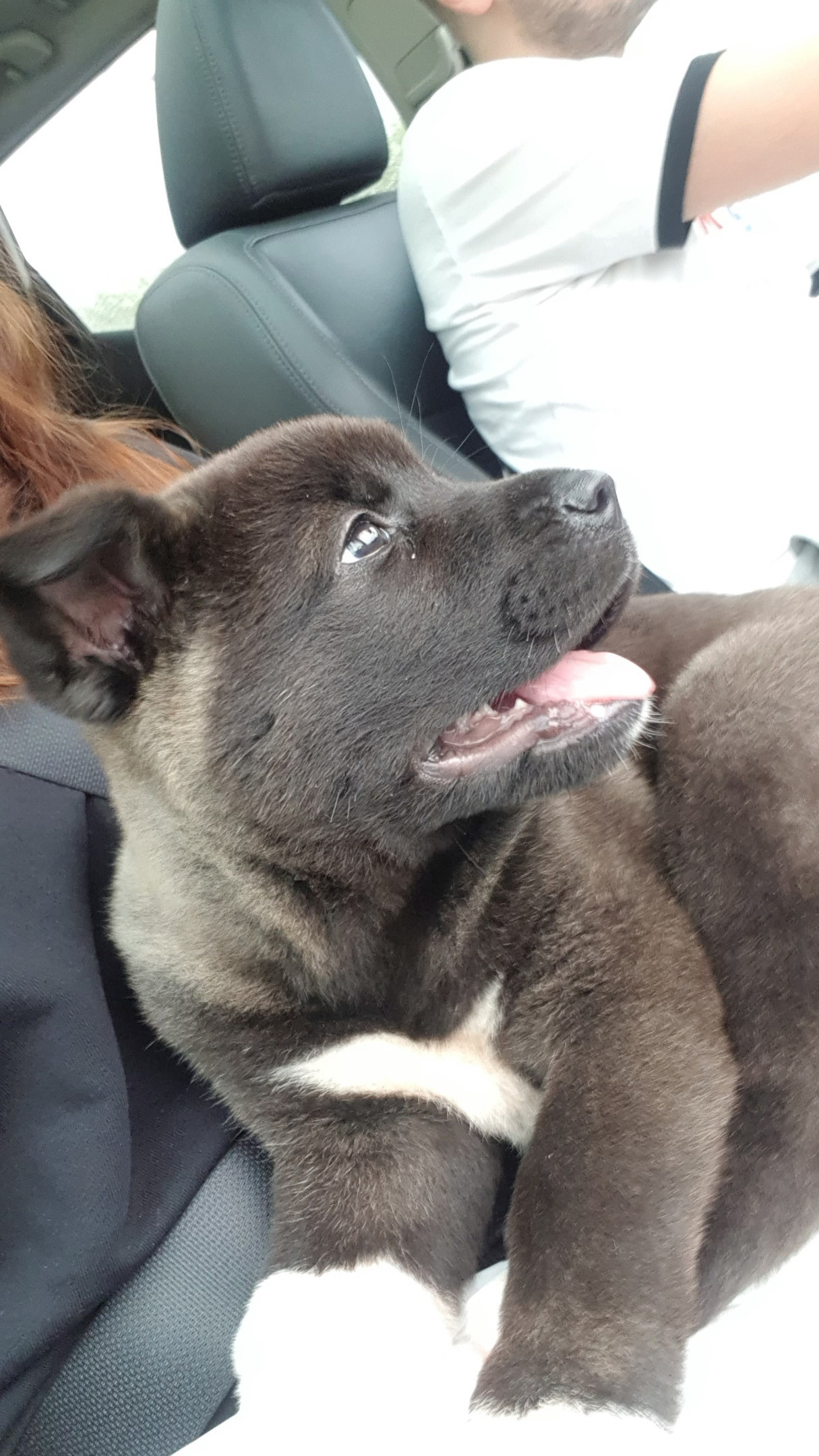 Американская акита питомник RUBYLIGHT. Американская акита I Сиба ину I Питомник RUBYLIGHT