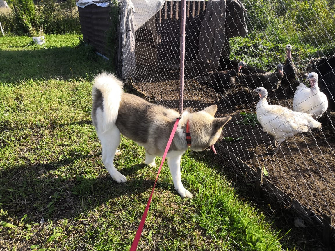 RUBYLIGHT HEL'. AMERICAN AKITA RUBYLIGHT KENNEL I SHIBA-INU