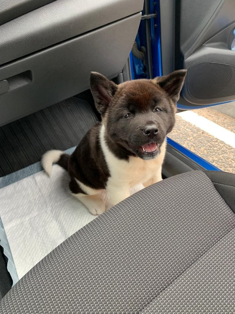 Щенки Американская акита Помет К : Alter Real Mercury и Infinit Happy