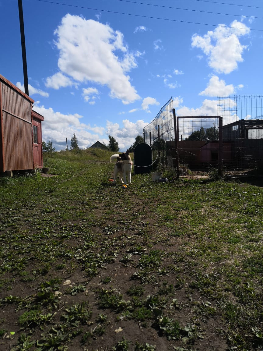 RUBYLIGHT HEL'. AMERICAN AKITA RUBYLIGHT KENNEL I SHIBA-INU