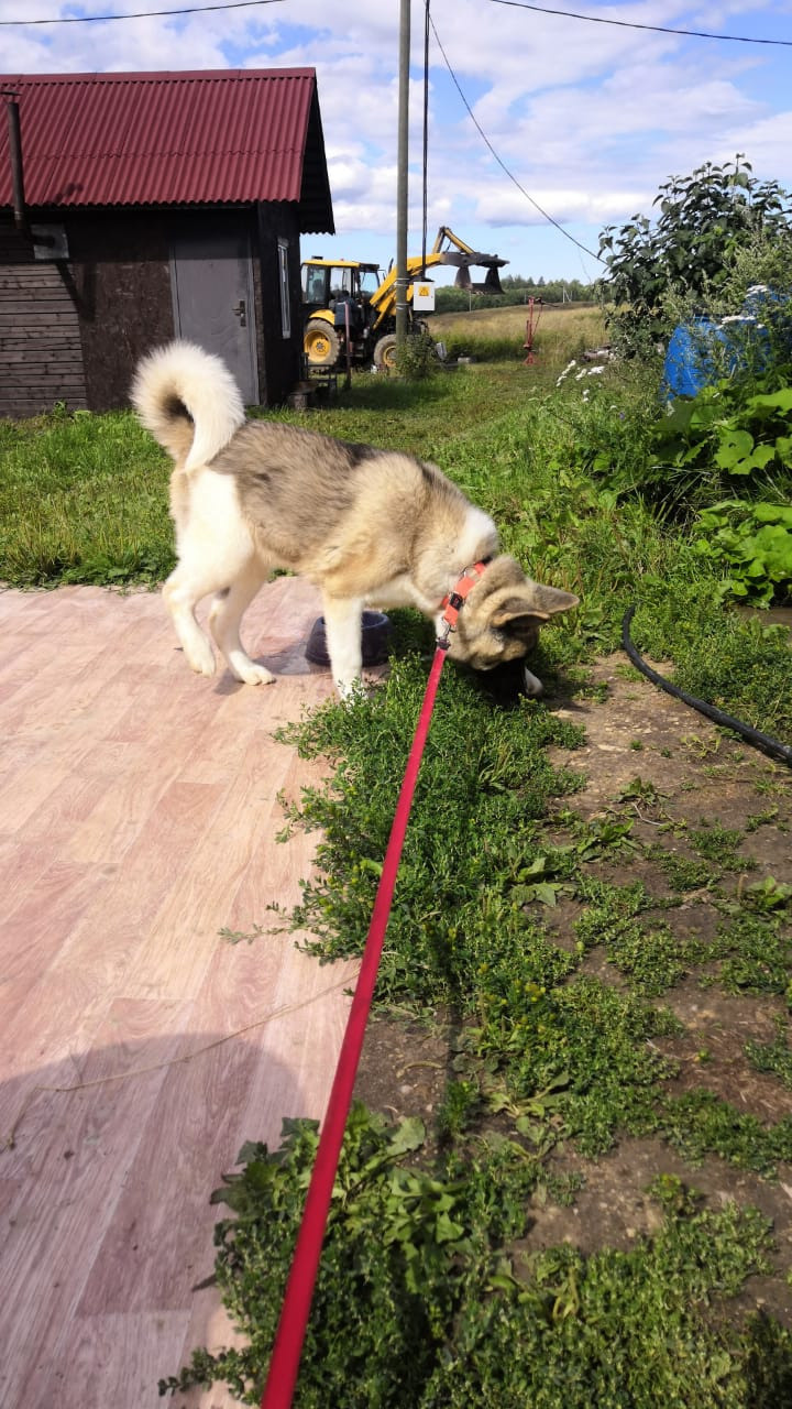 RUBYLIGHT HEL'. AMERICAN AKITA RUBYLIGHT KENNEL I SHIBA-INU