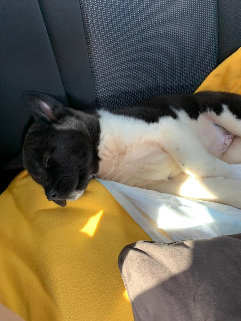 Щенки Американская акита Помет К : Alter Real Mercury и Infinit Happy