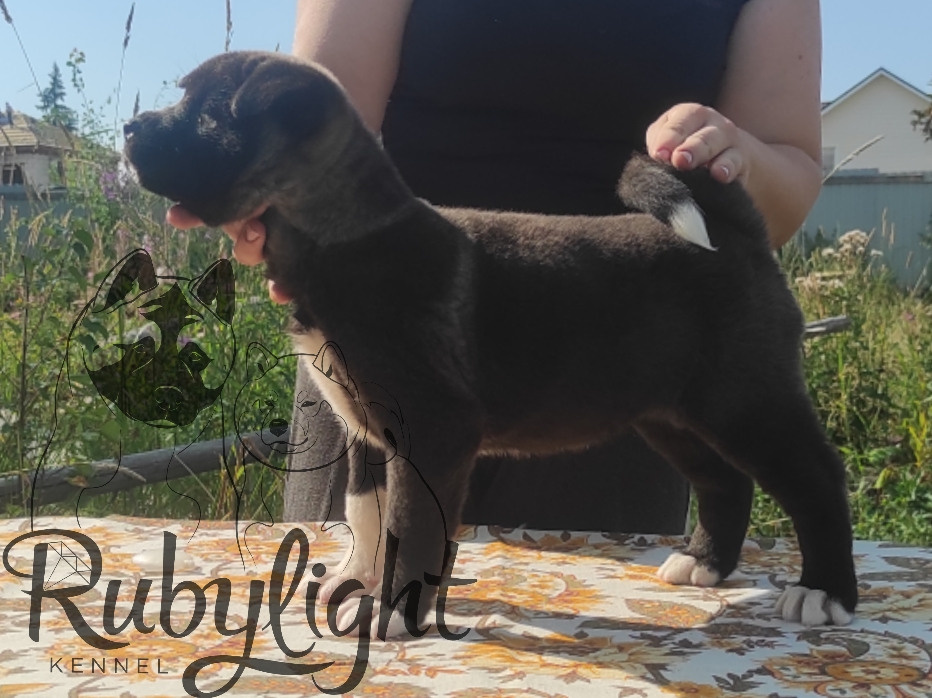 Американская акита питомник RUBYLIGHT. Американская акита I Сиба ину I Питомник RUBYLIGHT