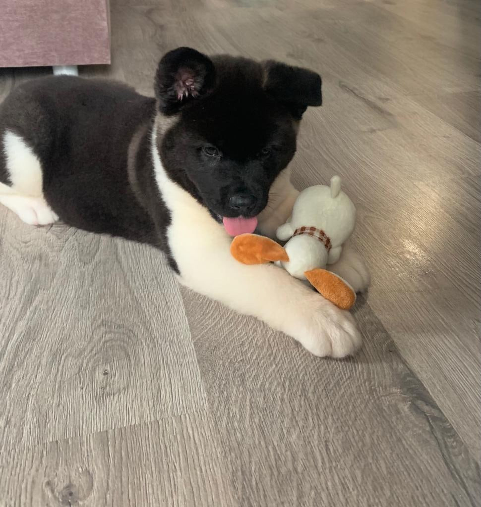 Щенки Американская акита Помет К : Alter Real Mercury и Infinit Happy