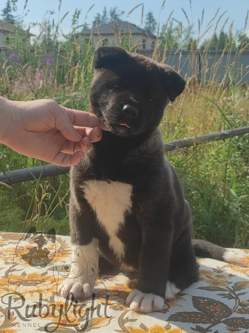 Американская акита питомник RUBYLIGHT. Американская акита I Сиба ину I Питомник RUBYLIGHT