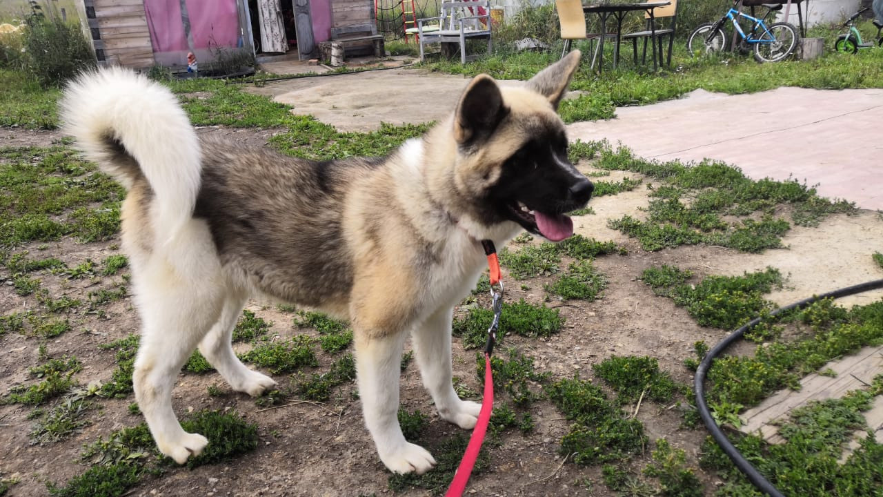 RUBYLIGHT HEL'. AMERICAN AKITA RUBYLIGHT KENNEL I SHIBA-INU