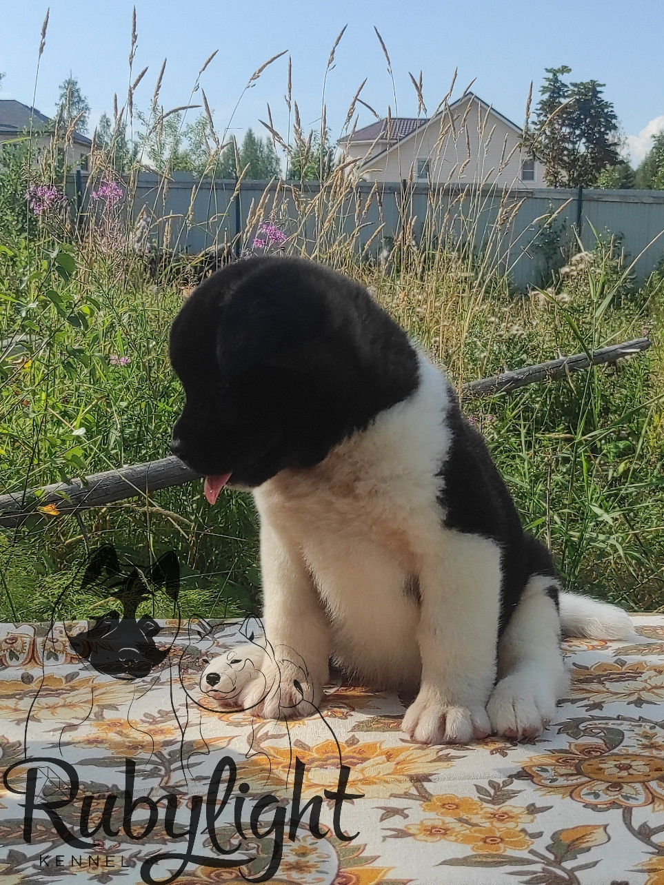 Щенки Американская акита Помет К : Alter Real Mercury и Infinit Happy