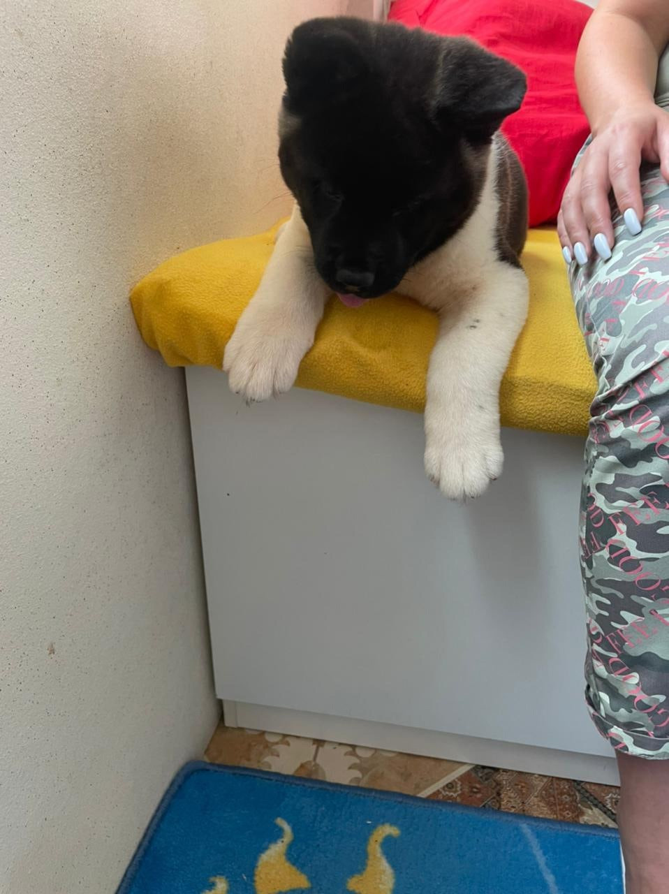 Щенки Американская акита Помет К : Alter Real Mercury и Infinit Happy