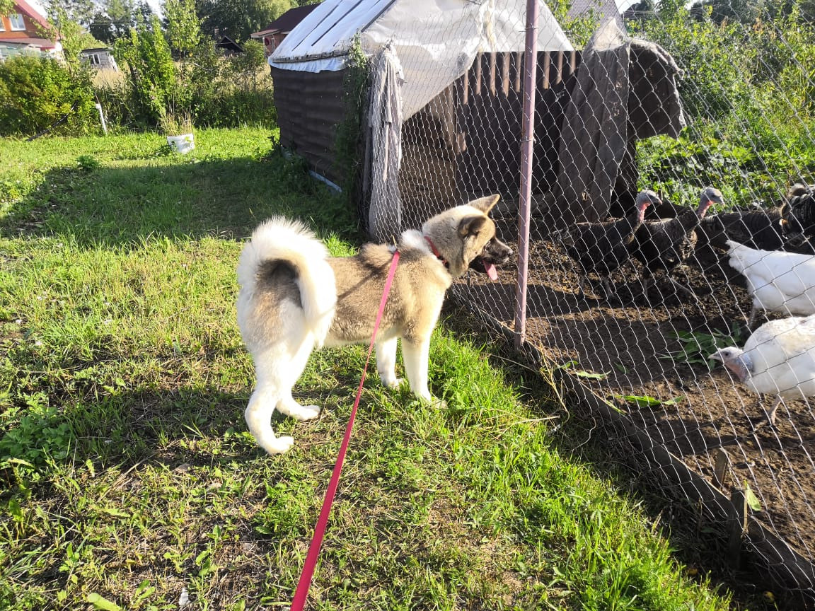 RUBYLIGHT HEL'. AMERICAN AKITA RUBYLIGHT KENNEL I SHIBA-INU