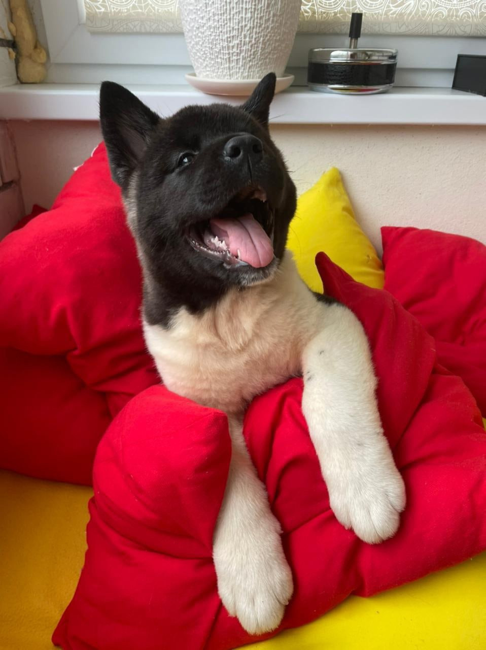 Щенки Американская акита Помет К : Alter Real Mercury и Infinit Happy