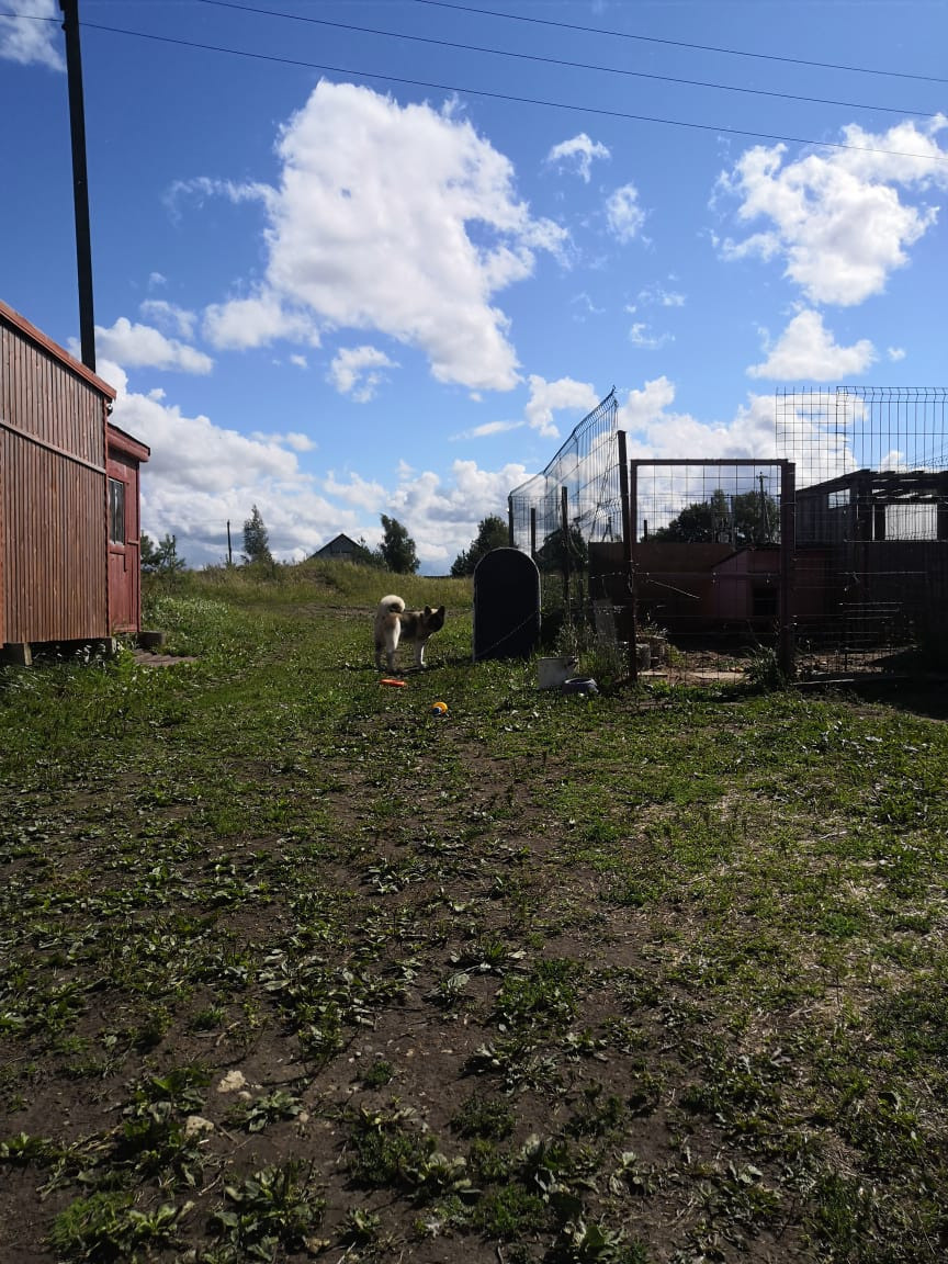 RUBYLIGHT HEL'. AMERICAN AKITA RUBYLIGHT KENNEL I SHIBA-INU