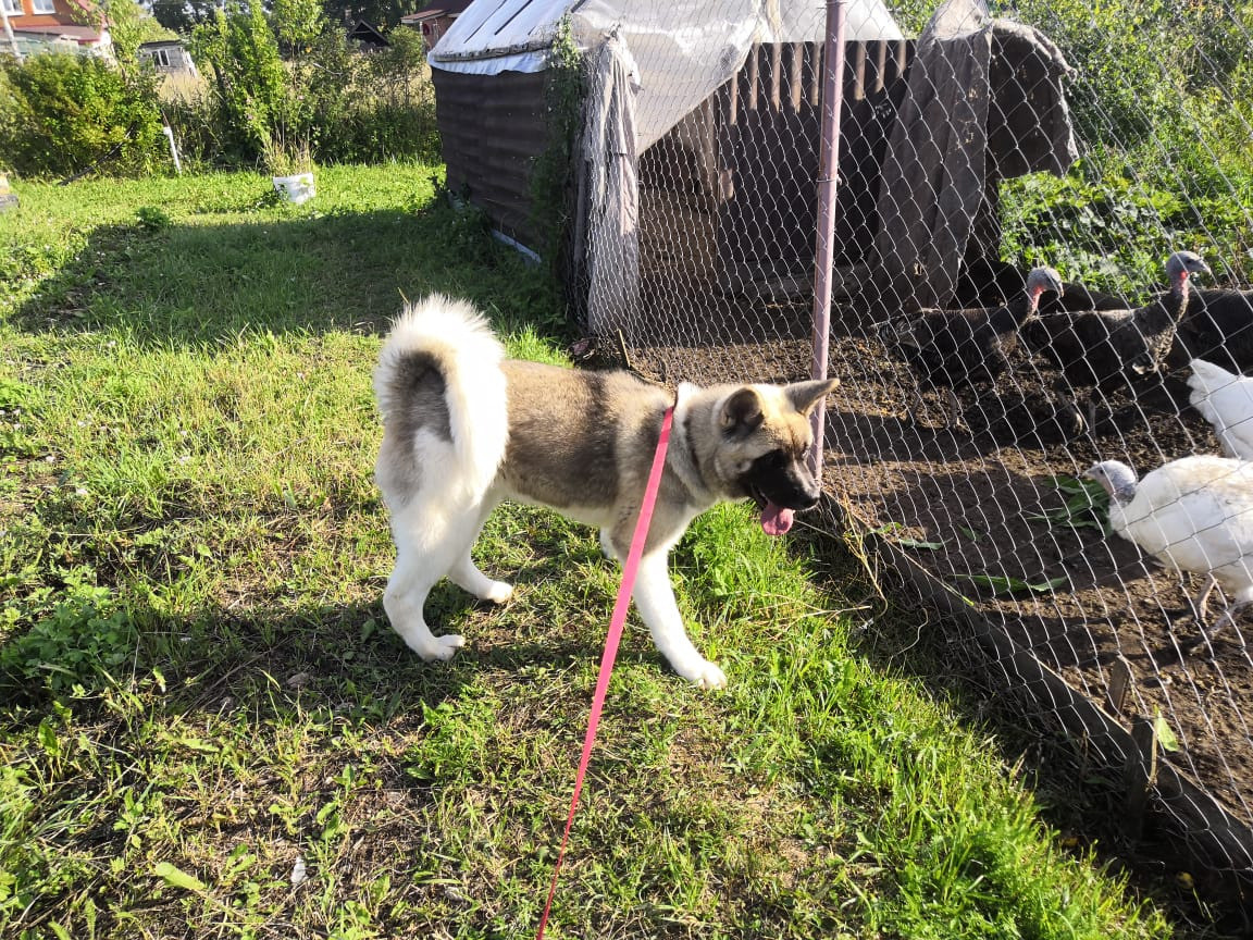 RUBYLIGHT HEL'. AMERICAN AKITA RUBYLIGHT KENNEL I SHIBA-INU