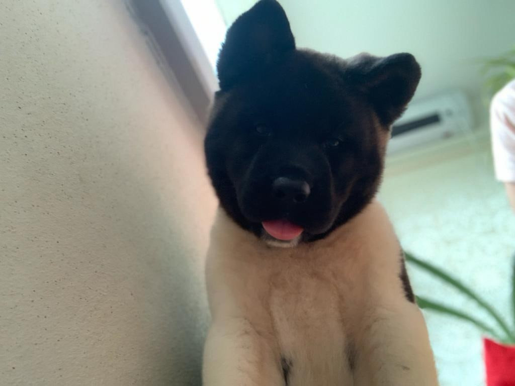 Щенки Американская акита Помет К : Alter Real Mercury и Infinit Happy