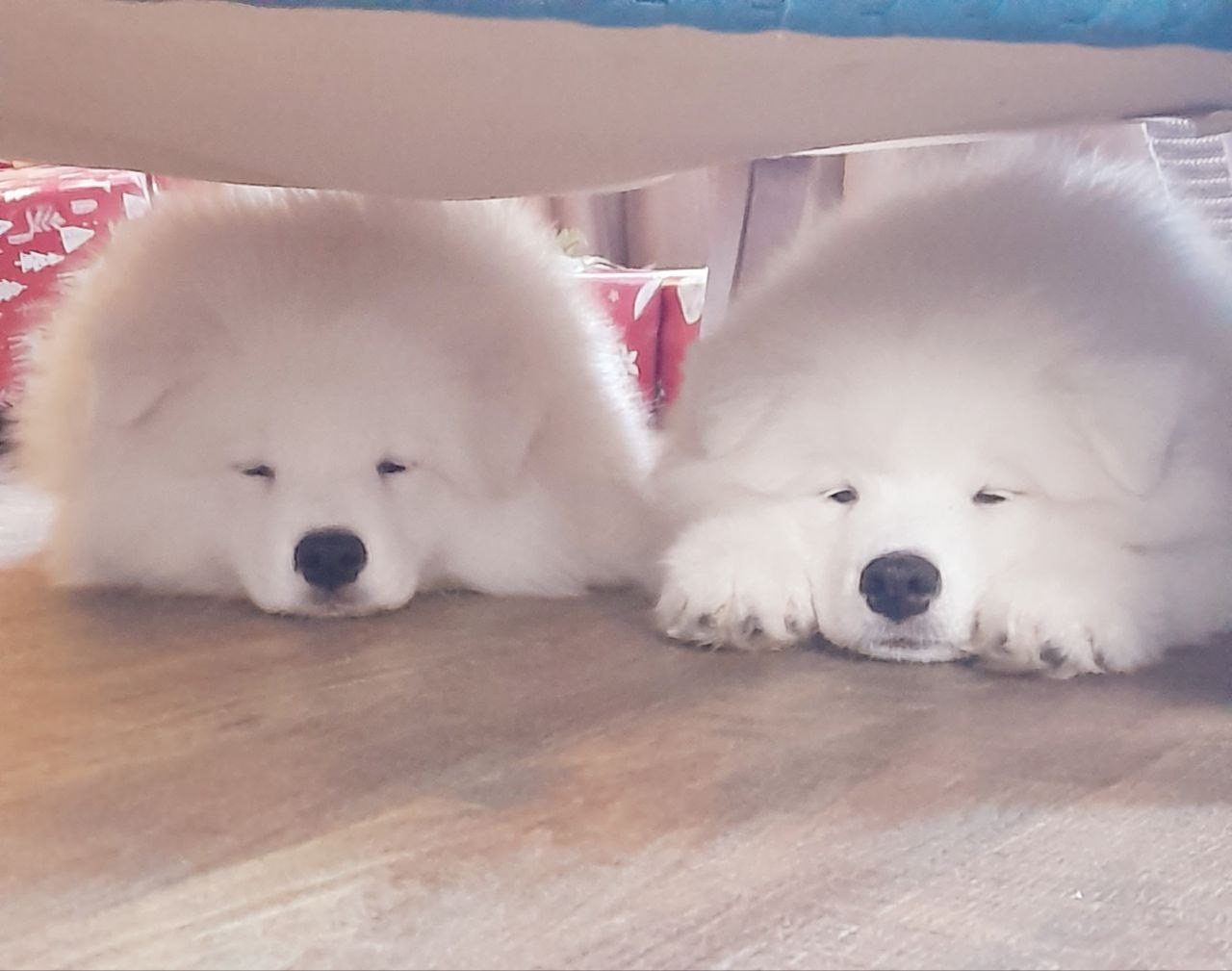 Помет «Р» 04.10.2023 д. р. Самоед Новосибирск