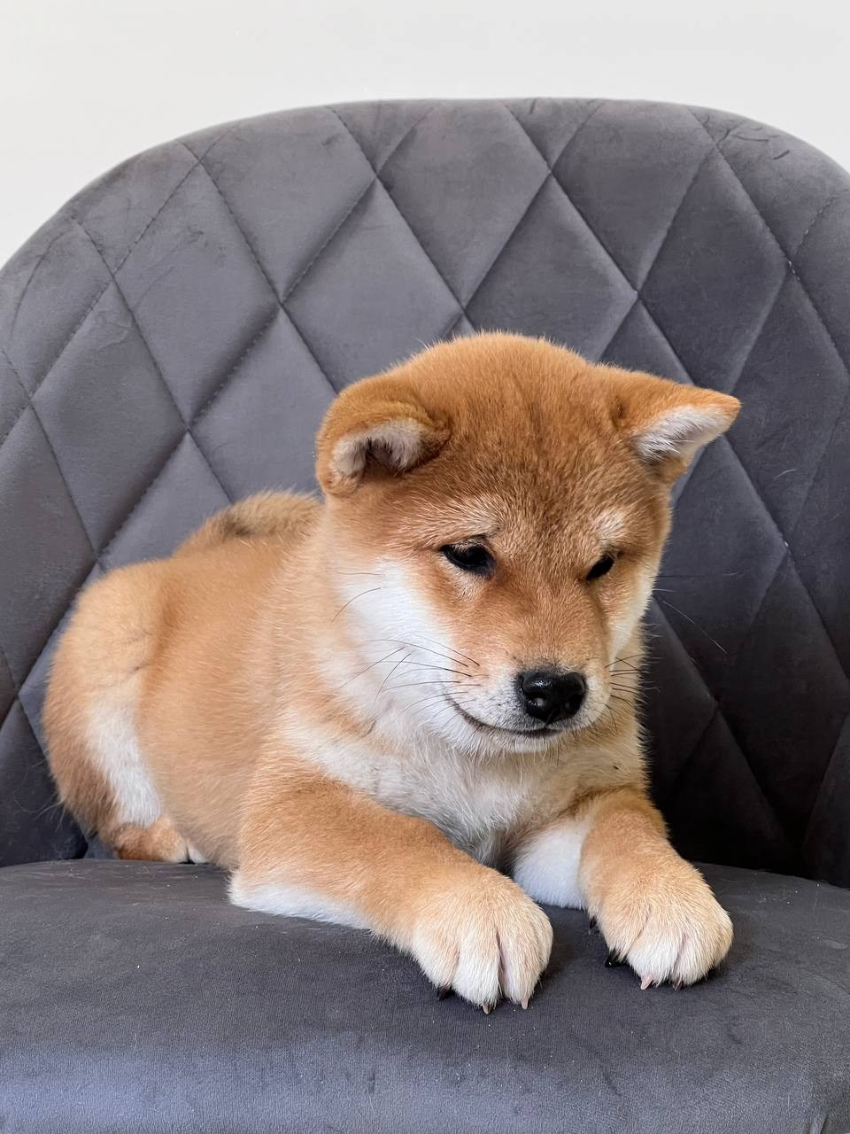 сиба питомник Рубилайт щенки на продажу rubylight  сиба щенки купить СПб Санкт-Петербург 