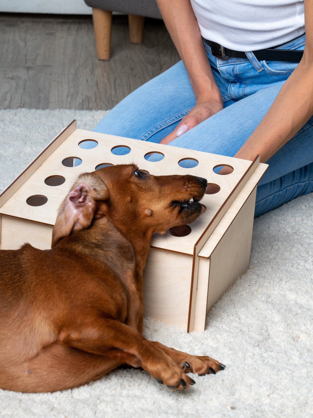 Такса Марго. KED Production — продакшн из СПб. Создаём фото, видео и контент, который помогает брендам и селлерам продавать больше