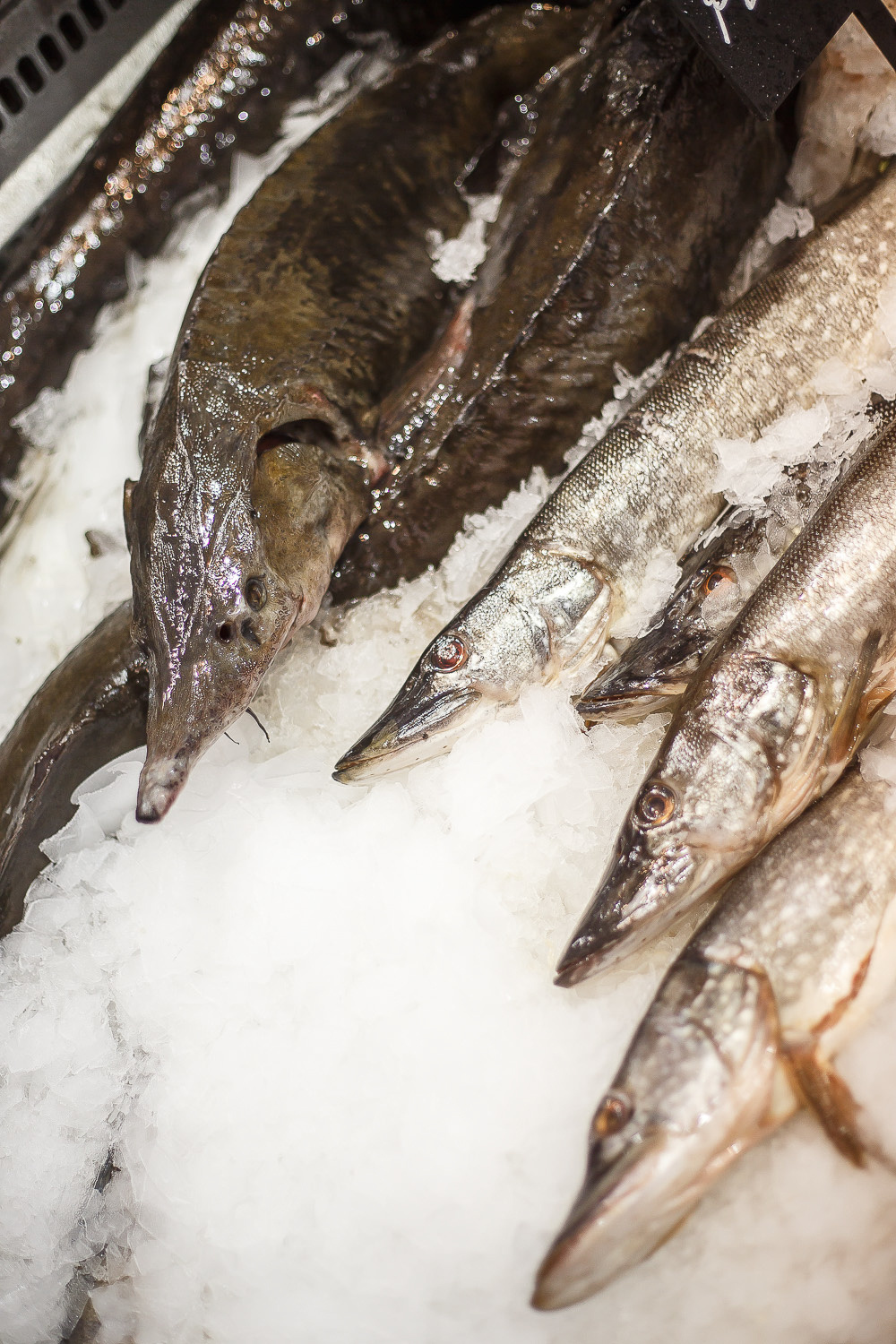 מזון ומוצר. יבגני פלבין. צלם. תעשייה, דיווחים, חתונות, פורטרט