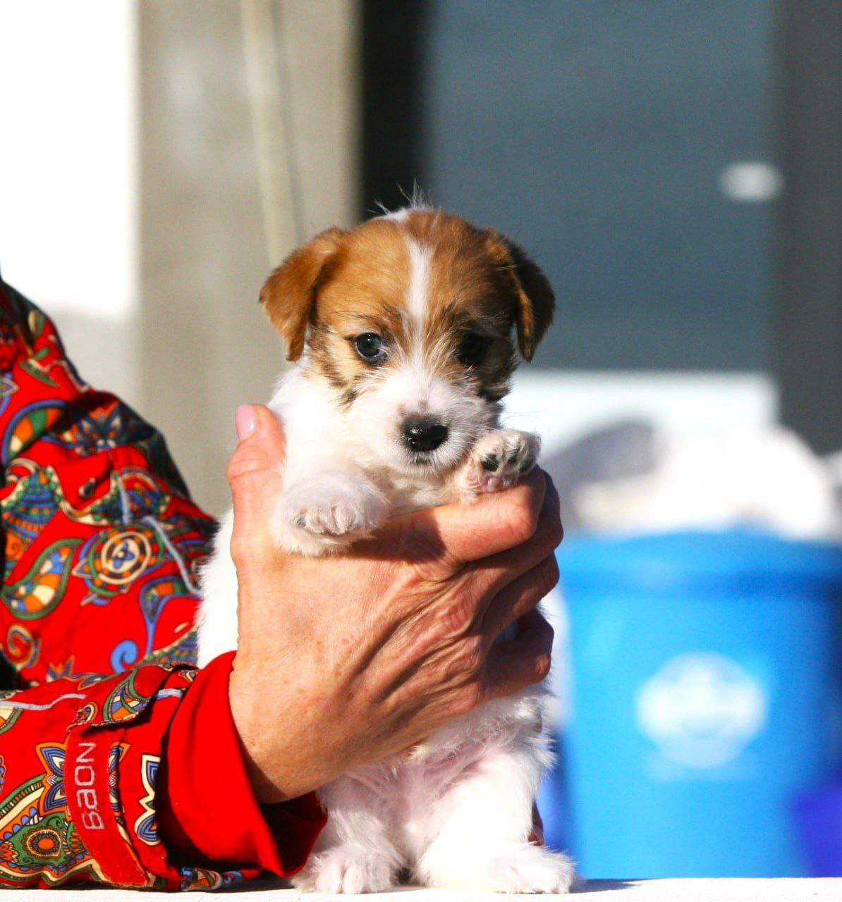 Кобель 2. Lovely-Orange питомник джек рассел терьеров