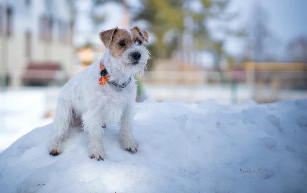 Lovely-Orange Need Hugs. Lovely-Orange питомник джек рассел терьеров