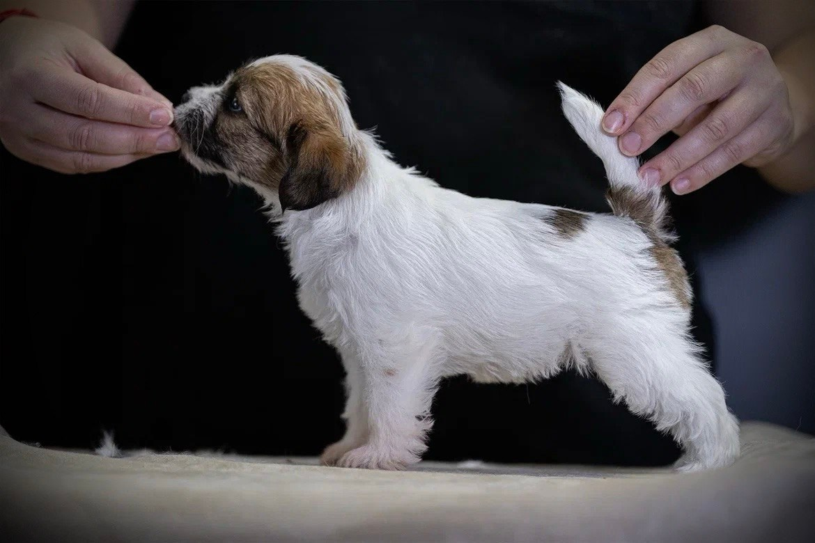 Сука 6. Lovely-Orange питомник джек рассел терьеров